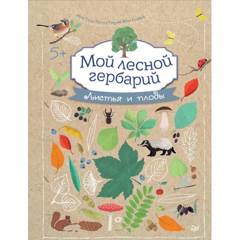 Мой лесной гербарий